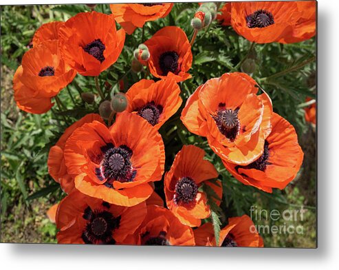Poppy Metal Print featuring the photograph Red poppies in the summer meadow by Adriana Mueller