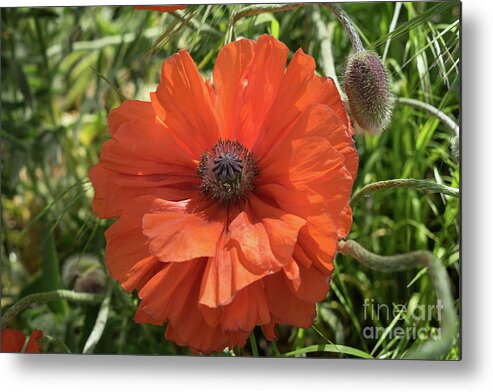 Poppy Metal Print featuring the photograph Red poppy and green meadow by Adriana Mueller