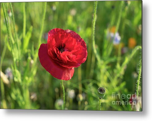 Poppy Metal Print featuring the photograph Red poppy and green summer meadow by Adriana Mueller