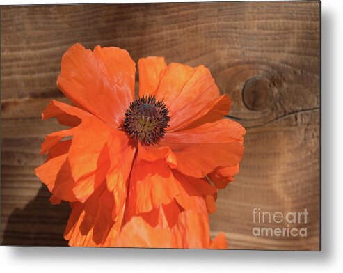 Poppy Metal Print featuring the photograph Red poppy blossom, wood and sunshine by Adriana Mueller