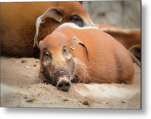 Hog Metal Print featuring the photograph Red River Hogs by Debra Kewley