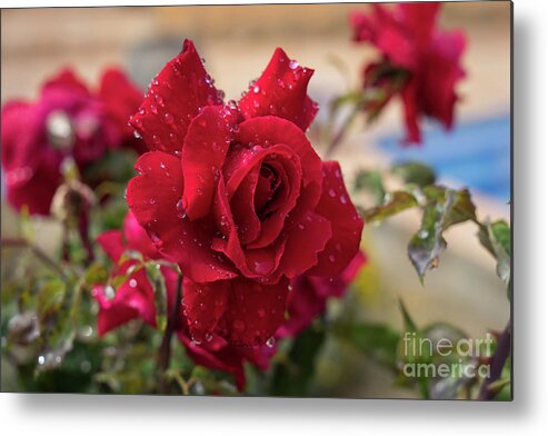 Bloom Metal Print featuring the photograph Red rose and sparkling water pearls by the pool by Adriana Mueller