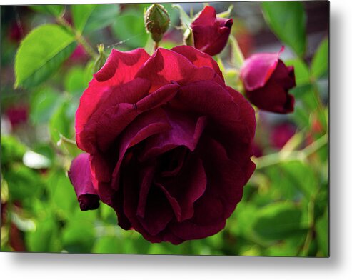 Art Metal Print featuring the photograph Red Rose Bloom by Heather Bettis