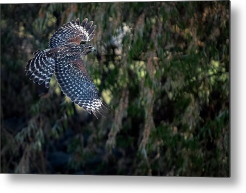 Red Shouldered Hawk Metal Print featuring the photograph Red Shouldered Hawk 2 by Rick Mosher