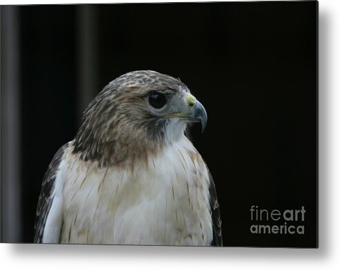 Red Tailed Hawk Metal Print featuring the photograph Red-Tailed Hawk by Felix Lai