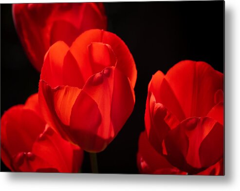 Sunny Metal Print featuring the photograph Red Tulips by Linda Bonaccorsi