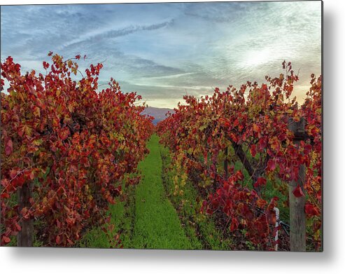 Nature Metal Print featuring the photograph Red Vines 3 by Jonathan Nguyen