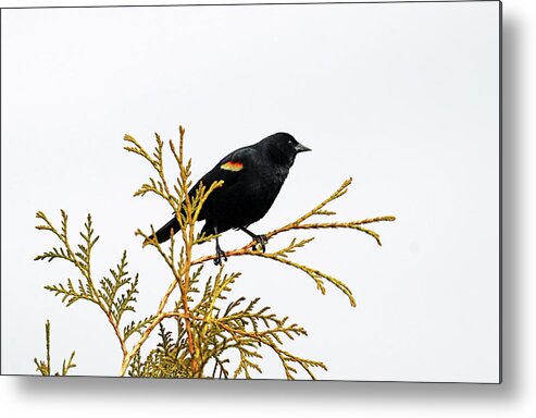 Red Winged Blackbird Metal Print featuring the photograph Red Winged Blackbird On Cedar by Debbie Oppermann