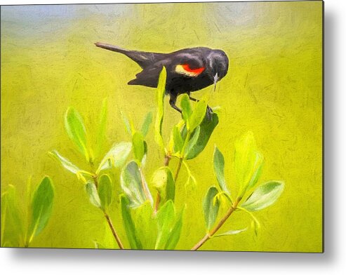 Oil Painting Metal Print featuring the photograph Red-Winged Blackbird by Susan Rydberg