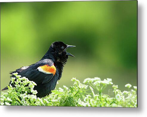 Red Winged Blackbird Metal Print featuring the photograph Red Winged Blackbird trills by Rehna George