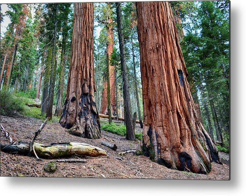 Sequoia National Park Metal Print featuring the photograph Redwood Mountain Grove Sequoias by Kyle Hanson