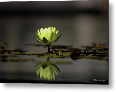 Flower Metal Print featuring the photograph Reflection by Ryan Dougherty