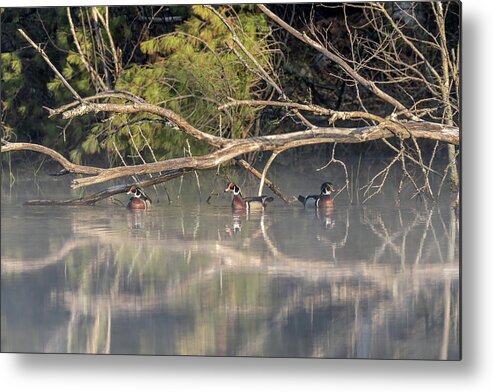 Duck Metal Print featuring the photograph Reflections by James Overesch