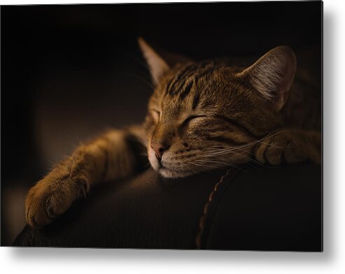 Pets Metal Print featuring the photograph Relax, You Nailed It (Sony a7R III) by Dustin Abbott