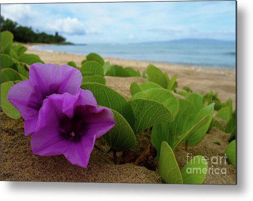 Maui Metal Print featuring the photograph Relaxing Flowers in the Sand by Wilko van de Kamp Fine Photo Art