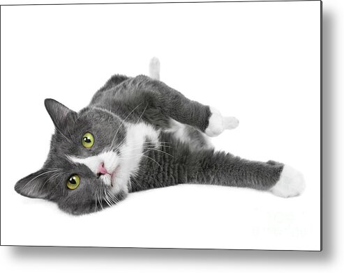 Cat Metal Print featuring the photograph Relaxing Kitty Joy by Renee Spade Photography