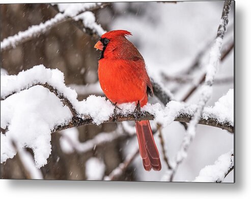 Cardinal Metal Print featuring the photograph Remembrance by James Overesch