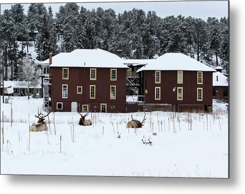 Elk Metal Print featuring the photograph Resting Elk - 9131 by Jerry Owens
