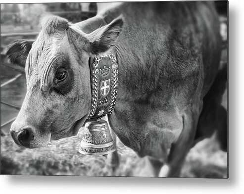 Annecy Metal Print featuring the photograph Retour des Alpages Annecy France Black and White by Carol Japp