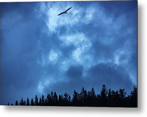 Black Forest Metal Print featuring the photograph Revelation of the raptor by Ioannis Konstas