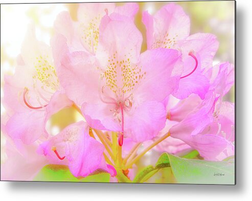 Nature Metal Print featuring the photograph Rhododendron Bloom by Leland D Howard