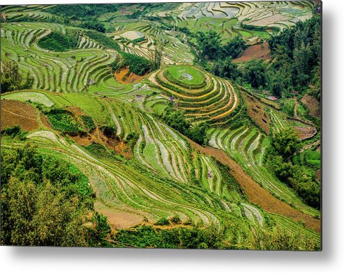 Black Metal Print featuring the photograph Rice Terraces in Sapa by Arj Munoz