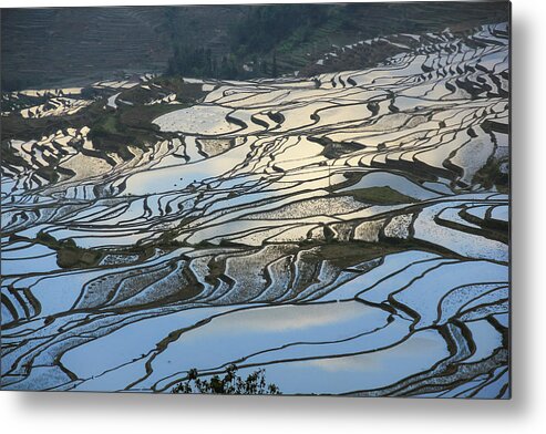 Yuanyang Metal Print featuring the photograph Rice terraces Chinese Restaurant Decoration by Josu Ozkaritz