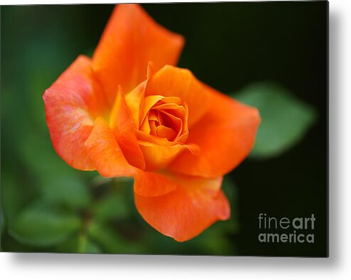 Orange Rose Metal Print featuring the photograph Rich Orange Full Bloom Rose by Joy Watson
