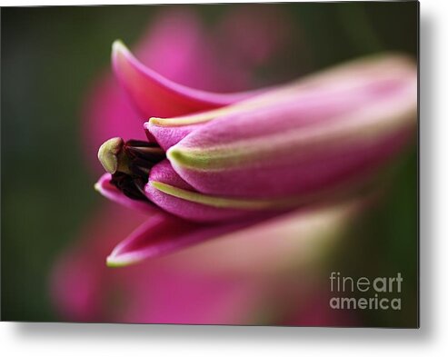 Lily Metal Print featuring the photograph Rich Pink Lily Bud by Joy Watson