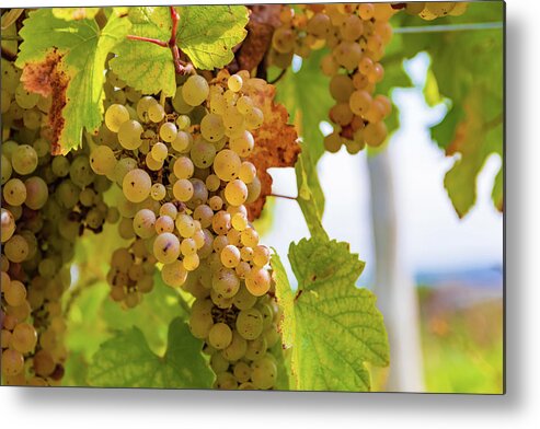 Finger Lakes Metal Print featuring the photograph Riesling Grapes by Chad Dikun