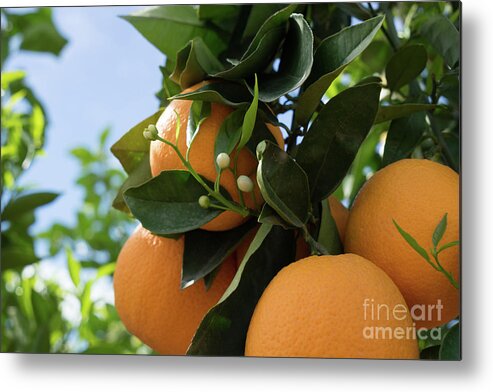 Orange Blossom Metal Print featuring the photograph Blooming orange tree with white buds, orange blossom in Spain by Adriana Mueller