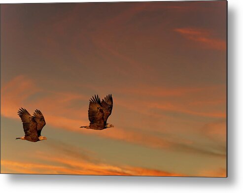 Bald Eagles Metal Print featuring the photograph Rise and Shine by Jonathan Davison
