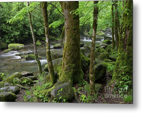 Moss Metal Print featuring the photograph Riverside Moss by Phil Perkins