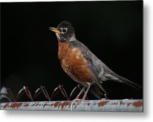 Robin Metal Print featuring the photograph Robin On Rusty A Fence by Demetrai Johnson