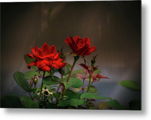 Art Metal Print featuring the photograph Romantic Red Roses by Heather Bettis