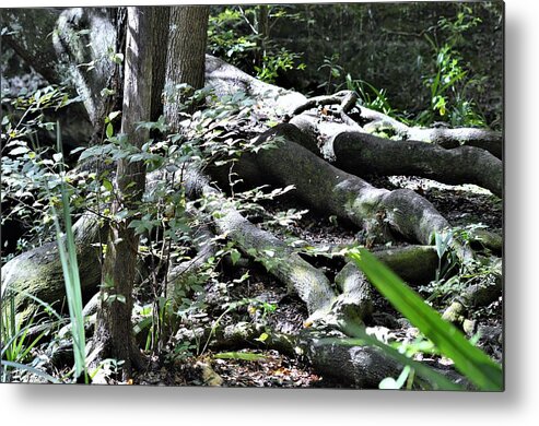 Roots In Dappled Light Metal Print featuring the photograph Roots in Dappled Light by Warren Thompson