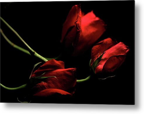 Macro Metal Print featuring the photograph Rose 8809 by Julie Powell