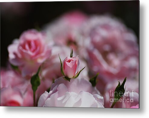 Floribunda Rose Metal Print featuring the photograph Rose Bud Resting by Joy Watson