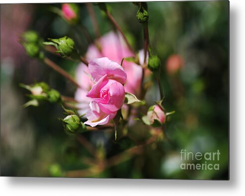 Floribunda Rose Metal Print featuring the photograph Rose Buds Reaching Out by Joy Watson