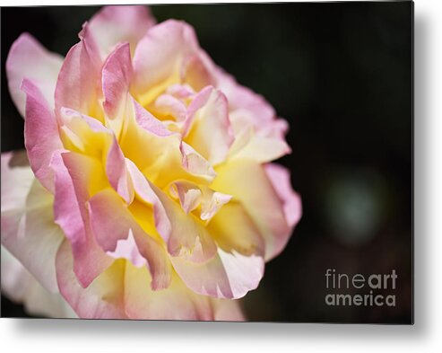 Abraham Darby Rose Flower Metal Print featuring the photograph Rose Glowing Pink and Golden by Joy Watson