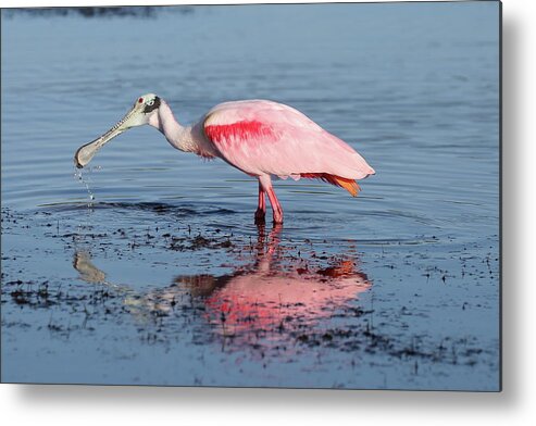 Roseate Spoonbill Metal Print featuring the photograph Roseate Spoonbill 15 by Mingming Jiang