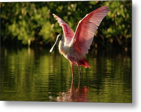 Bird Metal Print featuring the photograph Roseate Spoonbill by Doug McPherson