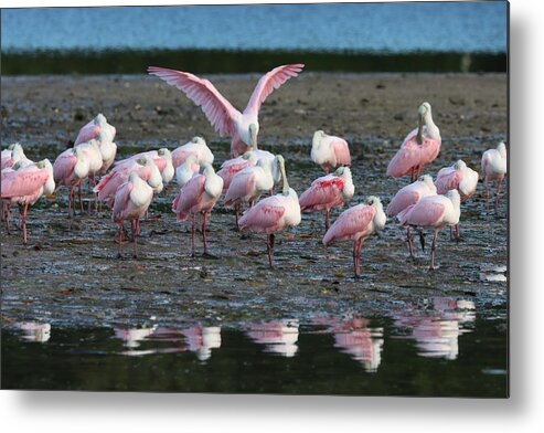Roseate Spoonbill Metal Print featuring the photograph Roseate Spoonbills Gather Together 6 #1 by Mingming Jiang