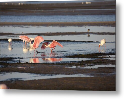 Roseate Spoonbill Metal Print featuring the photograph Roseate Spoonbill Chasing Each Other by Mingming Jiang