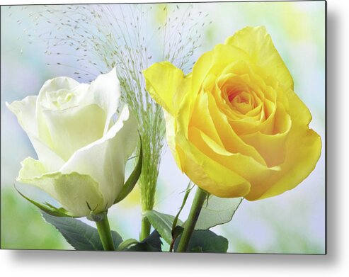 Roses Metal Print featuring the photograph Roses and China Grass by Terence Davis