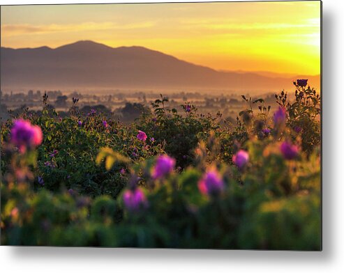 Bulgaria Metal Print featuring the photograph Roses Valley by Evgeni Dinev