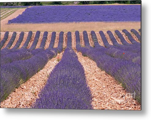 Sault Metal Print featuring the photograph Rows of Lavender in Sault by Bob Phillips