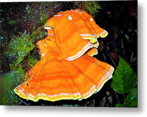 Ruby Beach Fungus Metal Print featuring the photograph Ruby Beach Fungus by Greg Reed