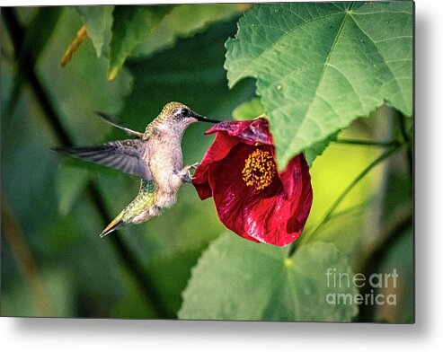 Hummingbird Metal Print featuring the photograph Ruby-throated hummingbird with flowering maple. by Alyssa Tumale