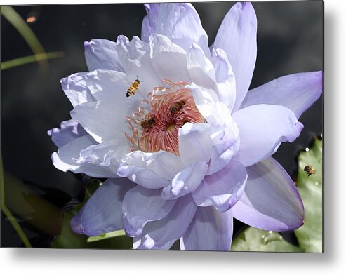 Water Lily Metal Print featuring the photograph Ruffled Water Lily by Mingming Jiang